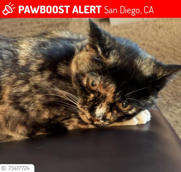 Lost Female Cat last seen Elsa/Twain, San Diego, CA 92120