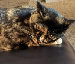 Lost Female Cat last seen Elsa/Twain, San Diego, CA 92120