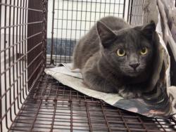 Shelter Stray Unknown Cat last seen , 11361 W Pico Blvd, Los Angeles, CA 90064, USA