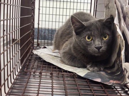 Shelter Stray Unknown Cat last seen , 11361 W Pico Blvd, Los Angeles, CA 90064, USA