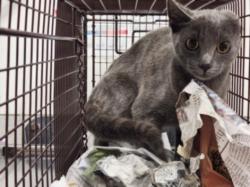 Shelter Stray Male Cat last seen , 11361 W Pico Blvd, Los Angeles, CA 90064, USA