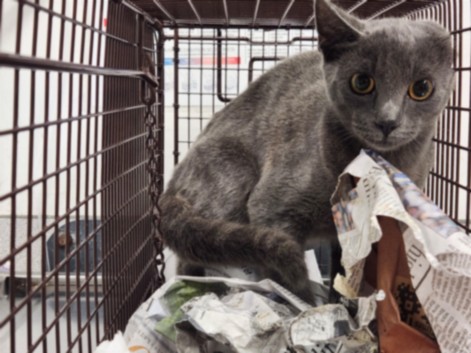 Shelter Stray Male Cat last seen , 11361 W Pico Blvd, Los Angeles, CA 90064, USA