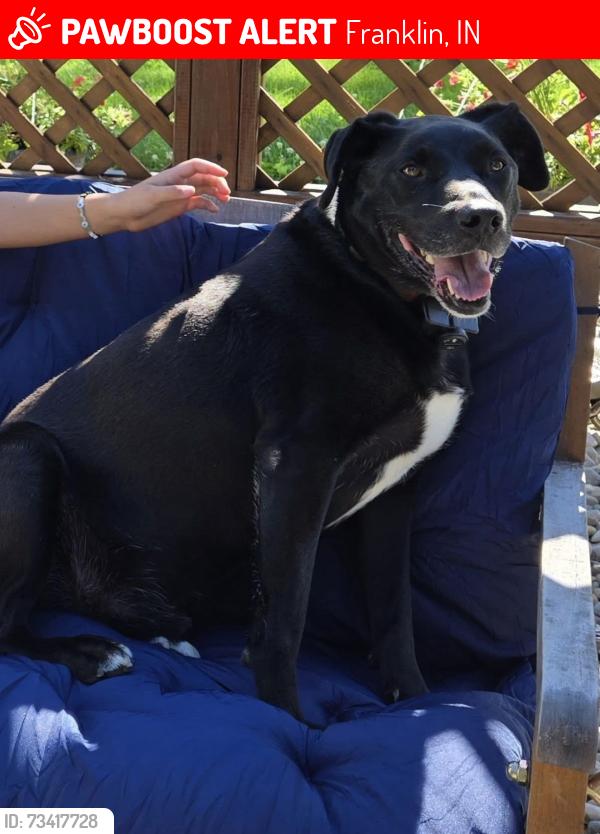 Lost Male Dog last seen South/Jackson/US 31, Franklin, IN 46131