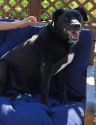 Lost Male Dog last seen South/Jackson/US 31, Franklin, IN 46131
