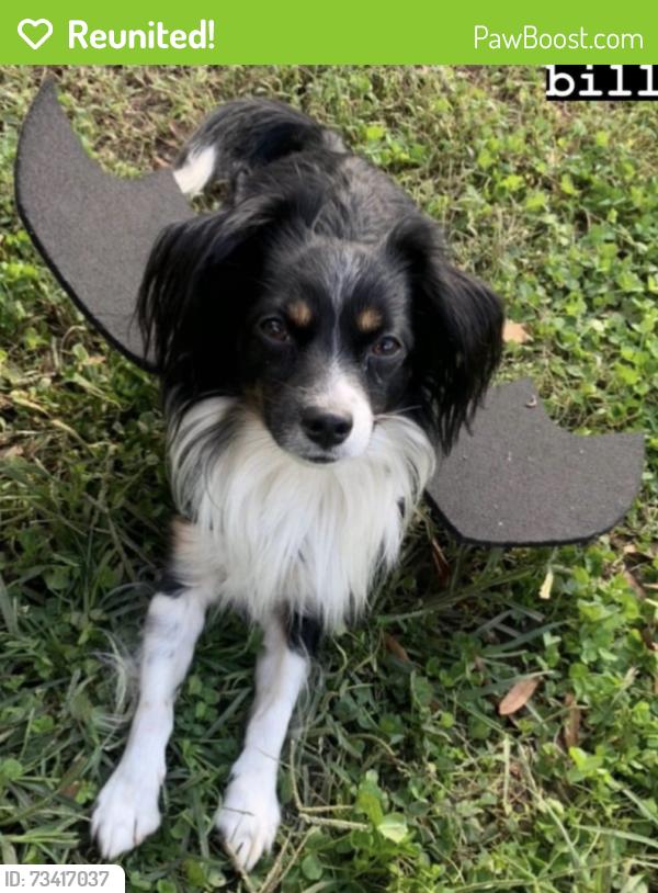 Reunited Male Dog last seen The studios behind the McDonalds on Chamberlayne in Northside, Richmond, VA 23222