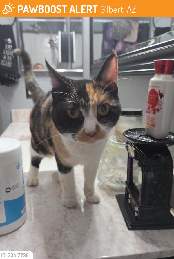 Found/Stray Female Cat last seen Greenfield and Guadalupe, Gilbert, AZ 85234