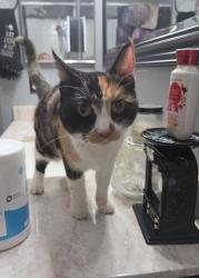 Found/Stray Female Cat last seen Greenfield and Guadalupe, Gilbert, AZ 85234