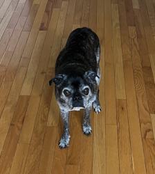 Reunited Male Dog last seen Greenbrier Drive Penn Oaks Golf Course, West Chester, PA 19382