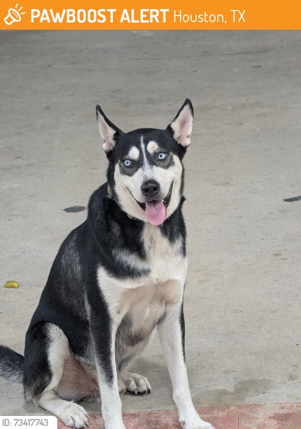 Found/Stray Male Dog last seen By O.W. Wiley Mortuary, Houston, TX 77018