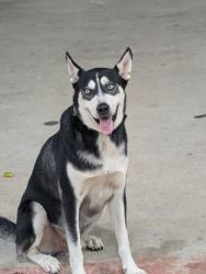Found/Stray Male Dog last seen By O.W. Wiley Mortuary, Houston, TX 77018