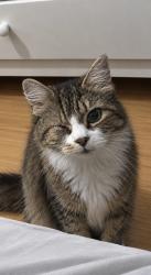 Lost Male Cat last seen Charles Square, Greater London, England N1 6EA
