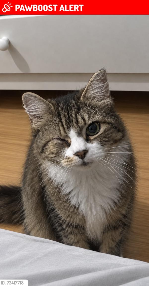Lost Male Cat last seen Charles Square, Greater London, England N1 6EA