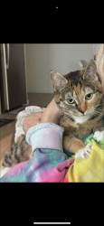 Lost Female Cat last seen Byway apmts, Wood Village, OR 97060