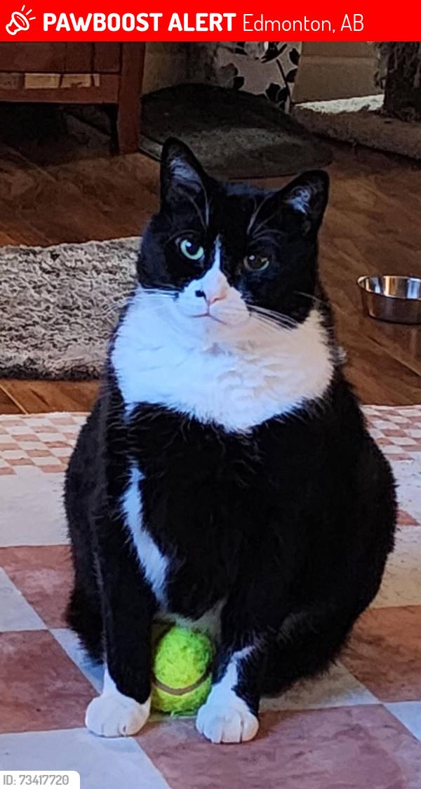 Lost Male Cat last seen Keswick Drive SW, Edmonton, AB 