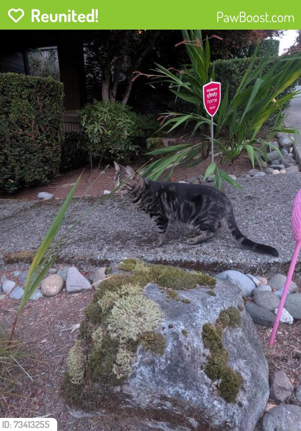 Reunited Unknown Cat last seen Talus community, Issaquah, WA 98027