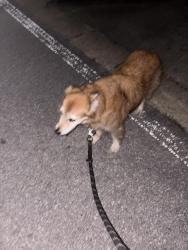 Found/Stray Unknown Dog last seen Pine ridge trace, Destin, FL 32541