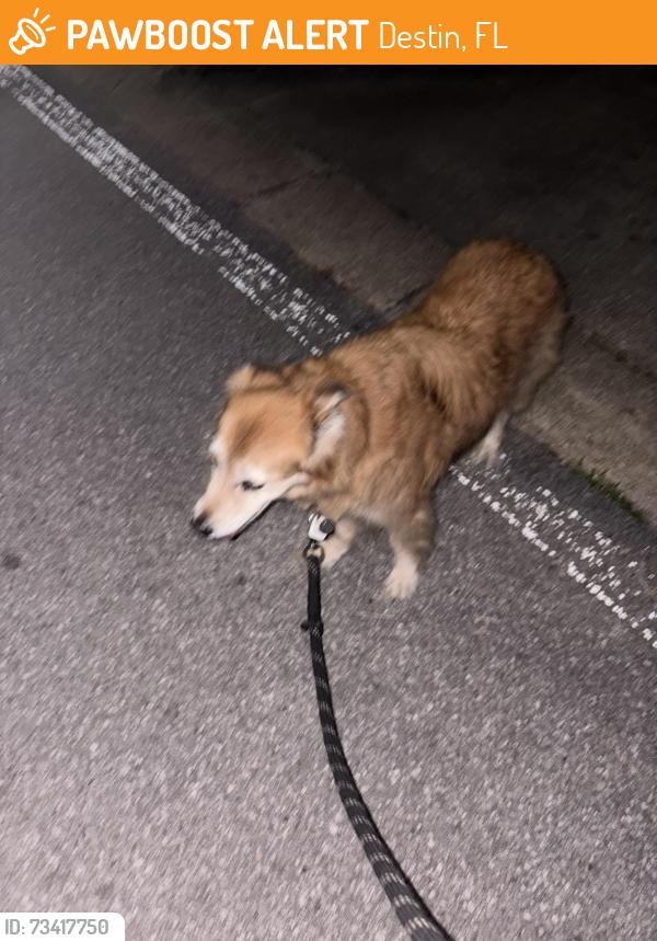 Found/Stray Unknown Dog last seen Pine ridge trace, Destin, FL 32541
