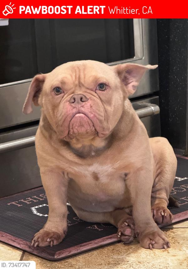 Lost Male Dog last seen Near Wheelock Cir, Whittier, CA 90606