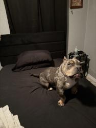Reunited Male Dog last seen Near avenue j, Houston, TX 77011