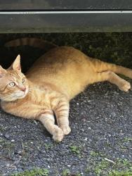 Lost Male Cat last seen Baabe Lane, Stroudsburg, PA 18360
