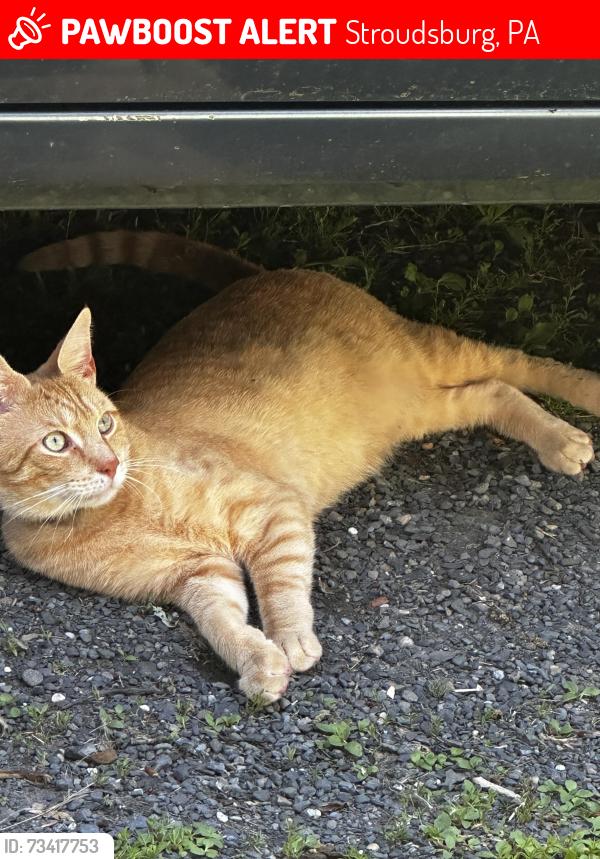 Lost Male Cat last seen Baabe Lane, Stroudsburg, PA 18360