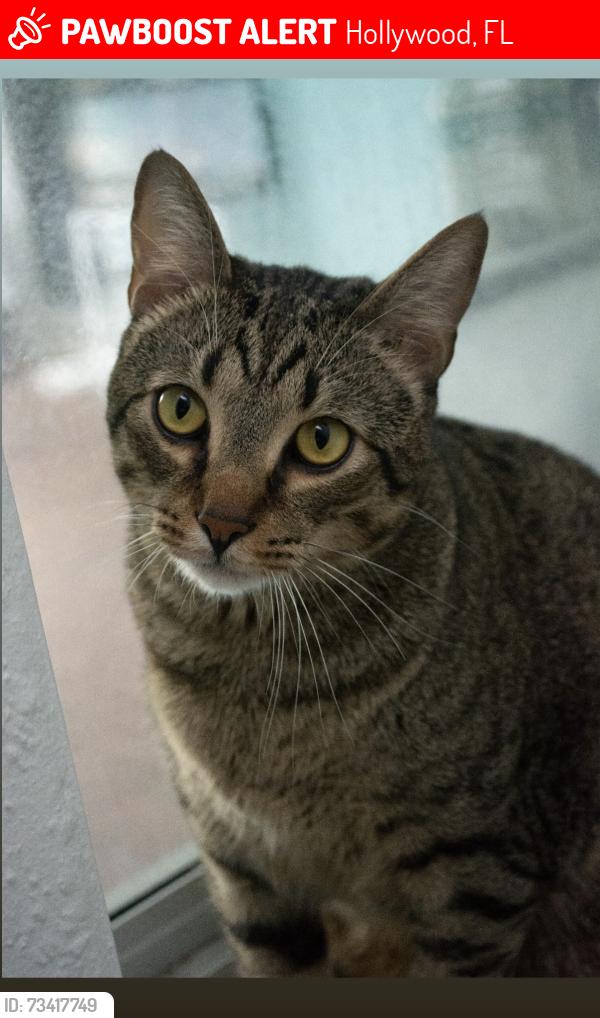Lost Male Cat last seen 26th and Scott, Hollywood, FL 33020