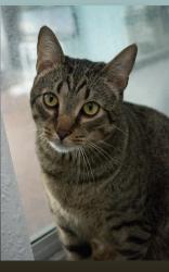 Lost Male Cat last seen 26th and Scott, Hollywood, FL 33020