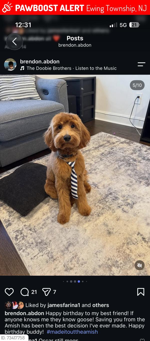 Lost Male Dog last seen broad ave, Ewing Township, NJ 08618