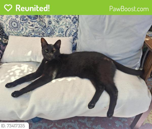 Reunited Male Cat last seen 7th ave, Santa Cruz, CA 95062