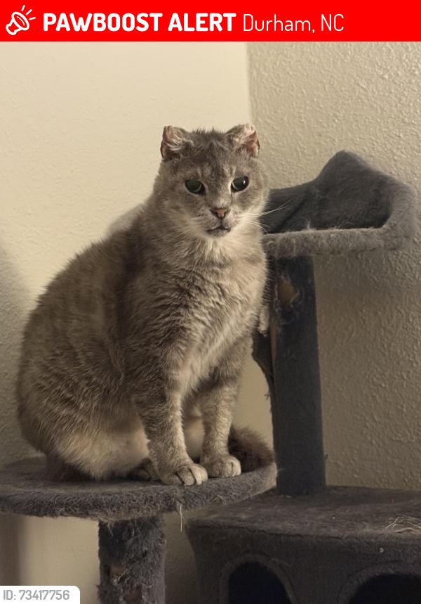 Lost Female Cat last seen Alexander Crossing apmts, Durham, NC 27713