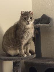 Lost Female Cat last seen Alexander Crossing apmts, Durham, NC 27713