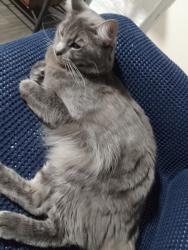 Lost Male Cat last seen Stratton Tce, Manly, QLD 