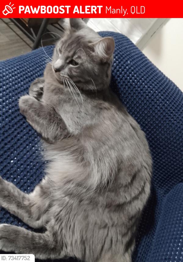 Lost Male Cat last seen Stratton Tce, Manly, QLD 