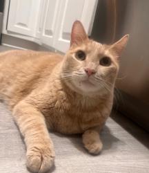 Lost Male Cat last seen W Tennessee Ave and S Patton ct, Denver, CO 80219