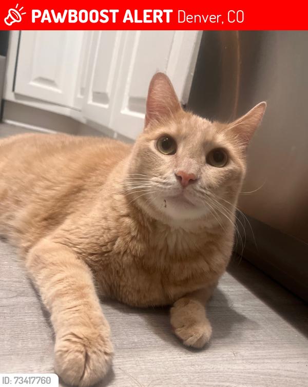 Lost Male Cat last seen W Tennessee Ave and S Patton ct, Denver, CO 80219