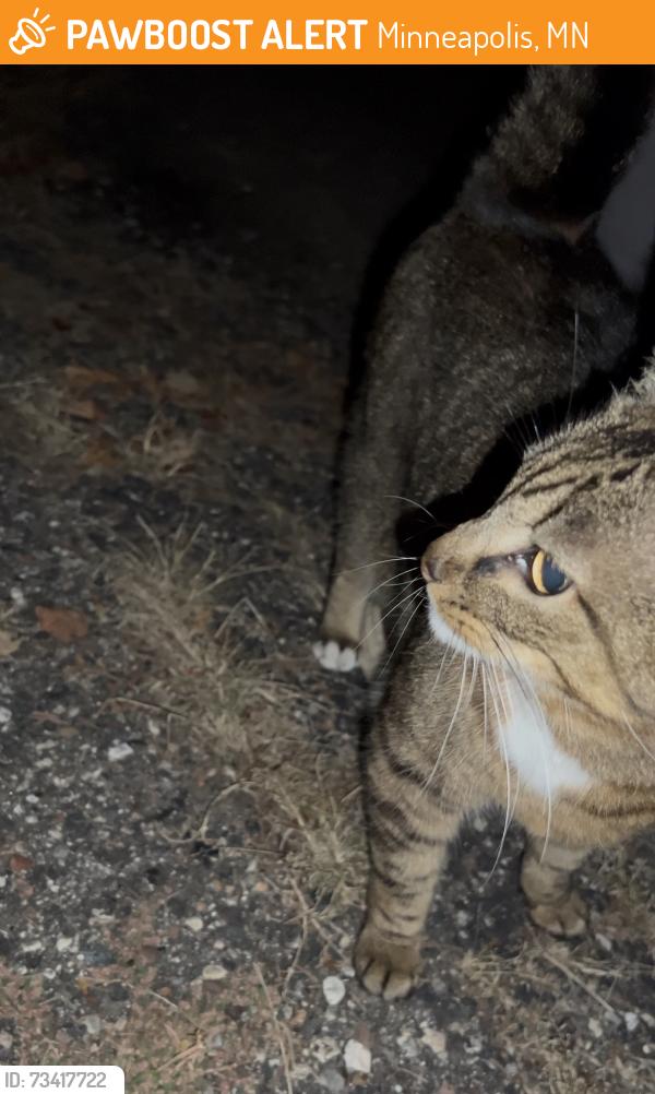 Found/Stray Unknown Cat last seen Alley between Oliver & Newton Ave S on the 55th block, Minneapolis, MN 55419