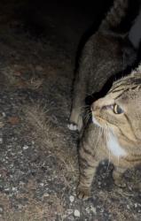 Found/Stray Unknown Cat last seen Alley between Oliver & Newton Ave S on the 55th block, Minneapolis, MN 55419