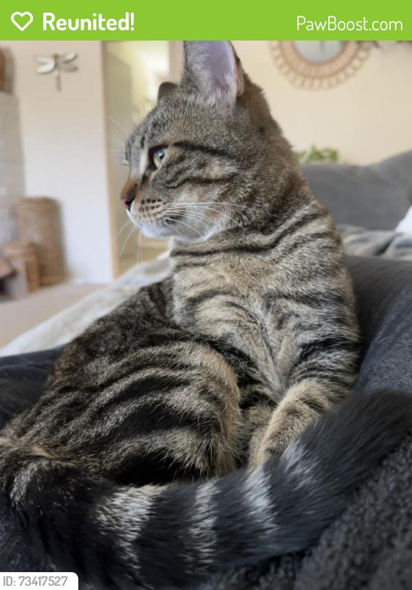 Reunited Female Cat last seen Near bell air, Sacramento, CA 95822