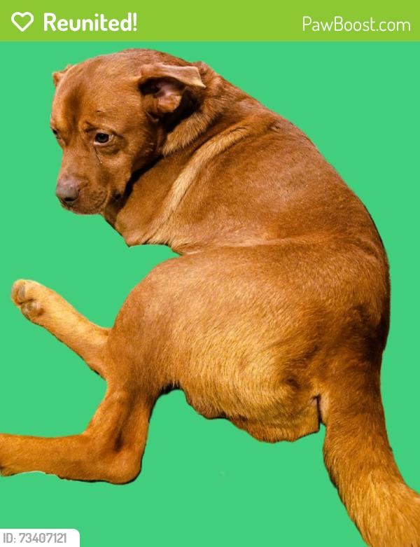 Reunited Male Dog last seen Dock Hyde Road and Hwy 61, Carrollton, GA 30117