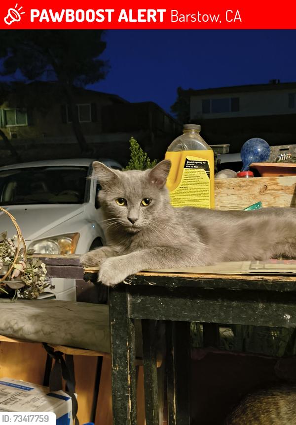 Lost Male Cat last seen 1st Barstow CA, Barstow, CA 92311