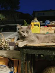 Lost Male Cat last seen 1st Barstow CA, Barstow, CA 92311