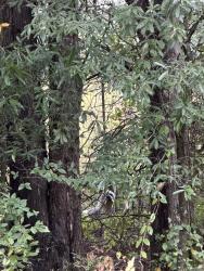 Found/Stray Female Dog last seen Near e chapel rd, McConnells, SC 29726