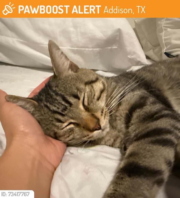 Found/Stray Male Cat last seen Marsh ln, Addison, TX 75001