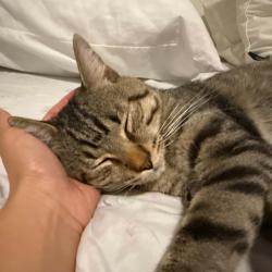 Found/Stray Male Cat last seen Marsh ln, Addison, TX 75001