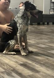 Reunited Male Dog last seen On recker road right outside of Holliday farms, Gilbert, AZ 85234
