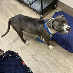 Shelter Stray Female Dog last seen , 361 S Raymond Ave, Pasadena, CA 91105, USA