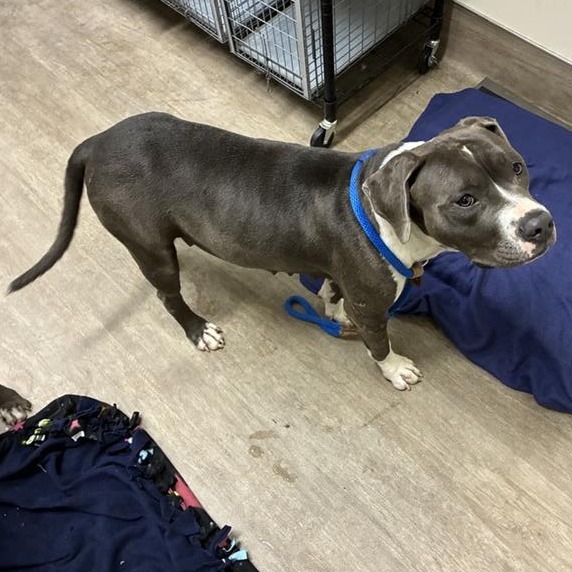 Shelter Stray Female Dog last seen , 361 S Raymond Ave, Pasadena, CA 91105, USA