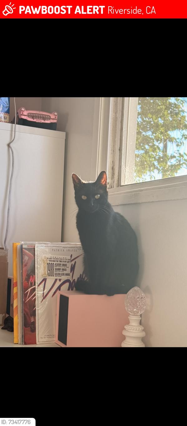 Lost Male Cat last seen West La Cadena, Riverside, CA 92501