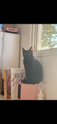 Lost Male Cat last seen West La Cadena, Riverside, CA 92501