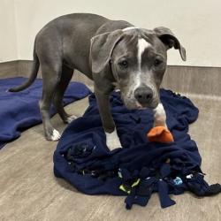 Shelter Stray Female Dog last seen , 361 S Raymond Ave, Pasadena, CA 91105, USA